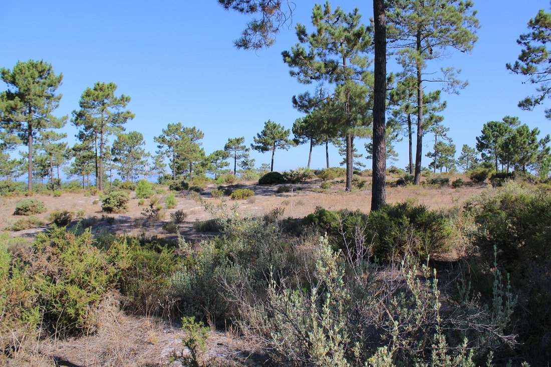 Land in Carvalhal, Setubal, Portugal 5 - 19015538
