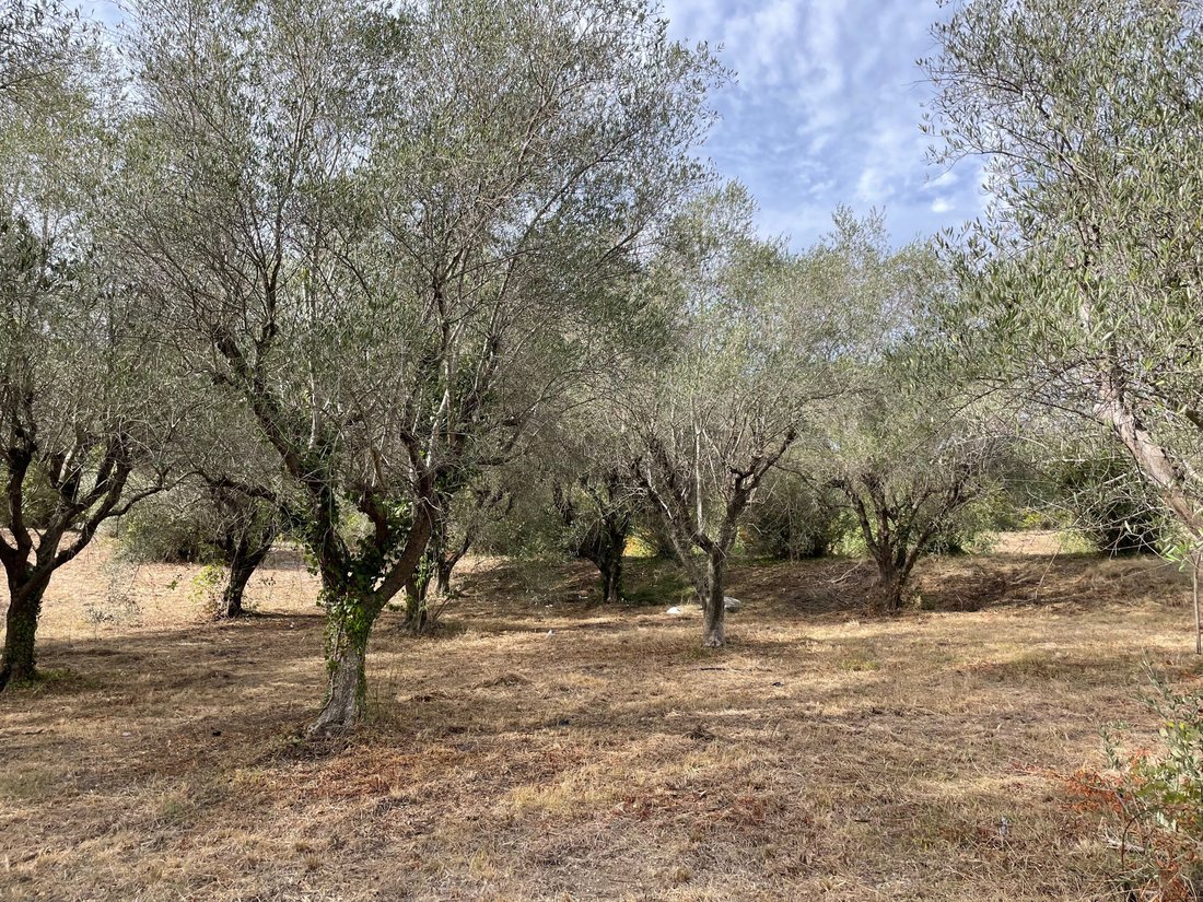 Land in Mougins, Provence-Alpes-Côte d'Azur, France 4 - 19028151