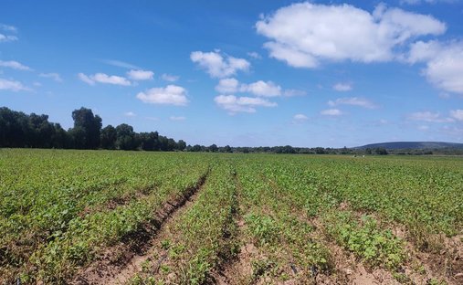 Land in Estancia de los Sapos, Guanajuato, Mexico 1