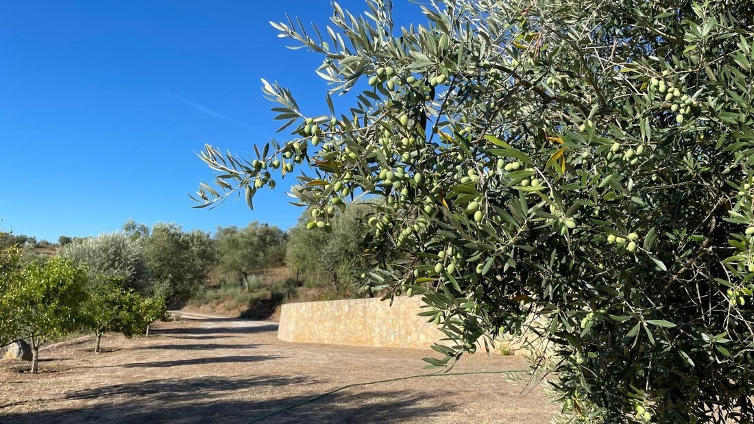 Azienda agricola a Montargil, Distretto di Portalegre, Portogallo 2 - 17842174