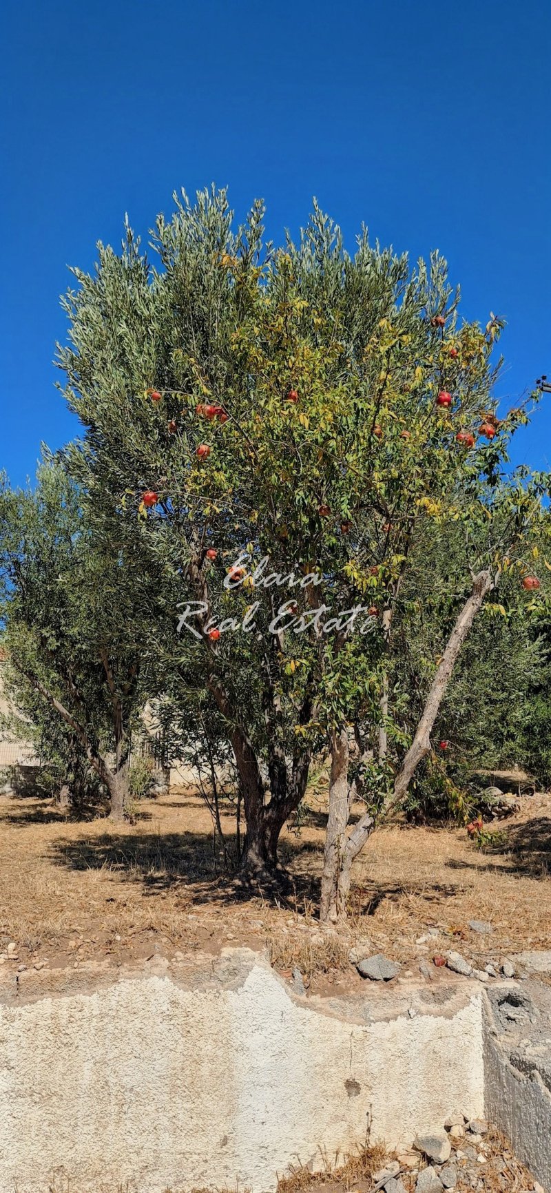 Land in Spetses, Attika, Griechenland 1 - 19033055