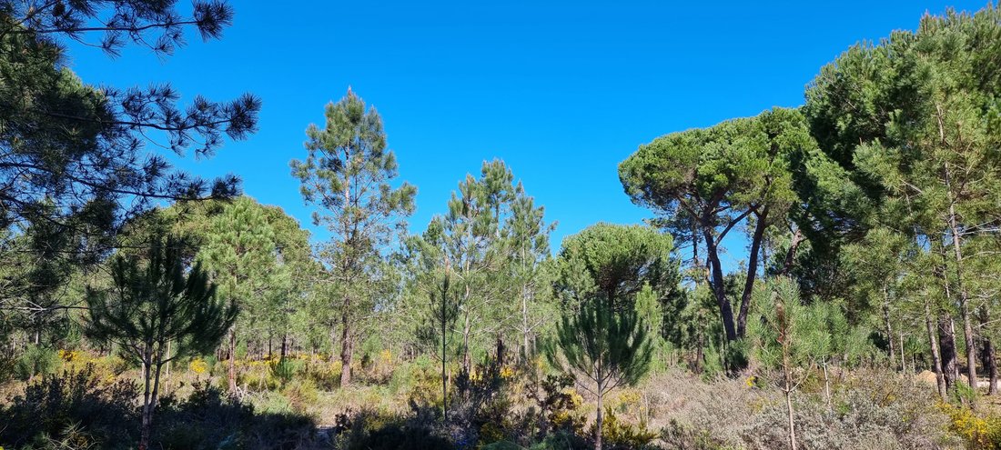Land in Grandola e Santa Margarida da Serra, Setubal, Portugal 1 - 12873799