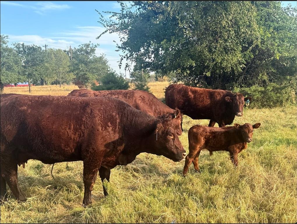 Rancho en Springtown, Texas, Estados Unidos 1 - 19031055