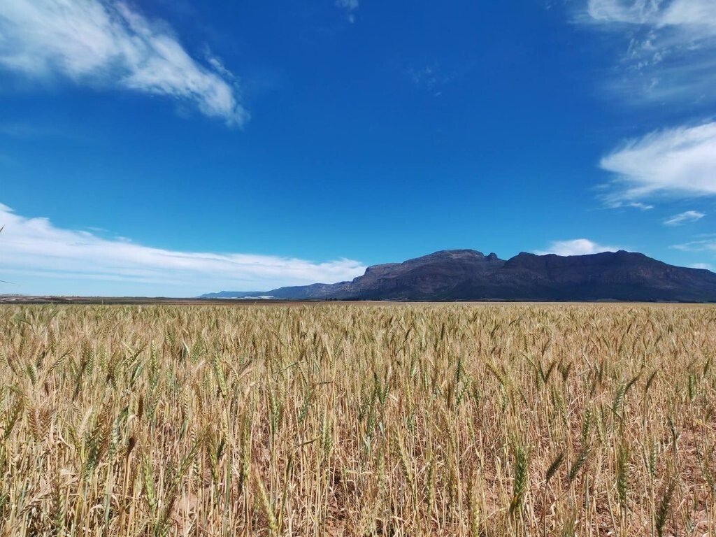 Farm Ranch in Piketberg, Westkap, Südafrika 2 - 19028499