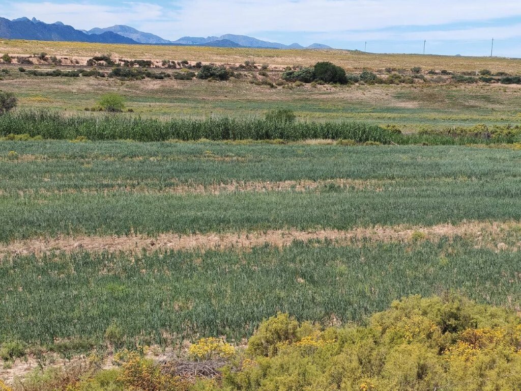 Farm Ranch in Piketberg, Westkap, Südafrika 3 - 19028499
