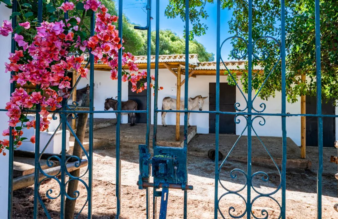 Villa a Sotogrande, San Roque, Andalusia 4 - 19035740