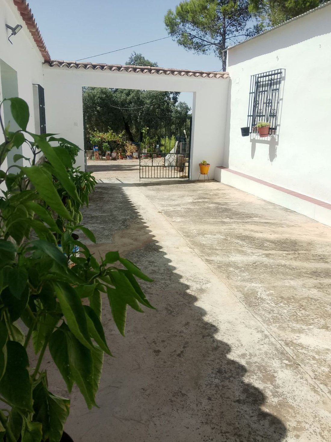 Azienda agricola a Prado del Rey, Andalusia, Spagna 2 - 19036537