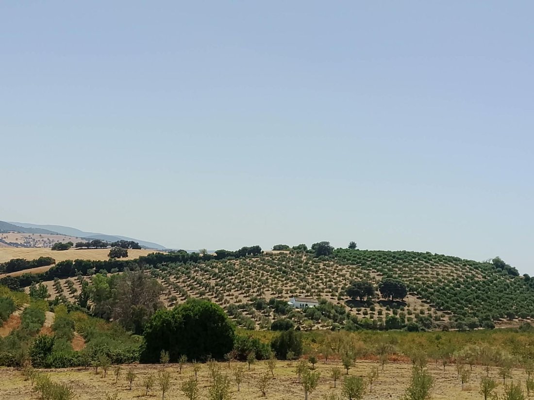 Azienda agricola a Prado del Rey, Andalusia, Spagna 3 - 19036537