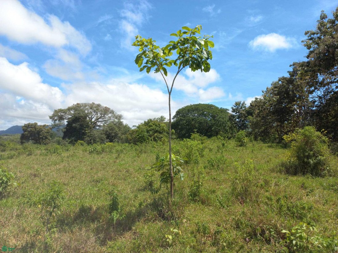 Land in Cóbano, Provinz Puntarenas, Costa Rica 5 - 18269781