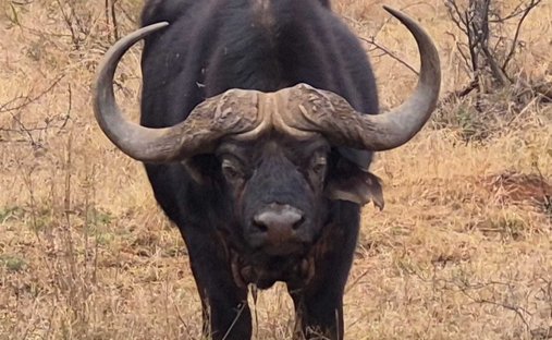 Corps de ferme en Municipalité locale de Ramotshere Moiloa, Nord-Ouest, Afrique du Sud 1