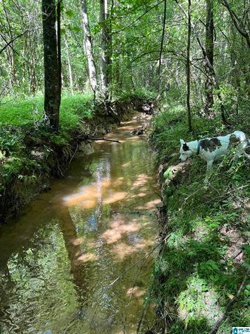 Land in Oneonta, Alabama, United States 3 - 19038093