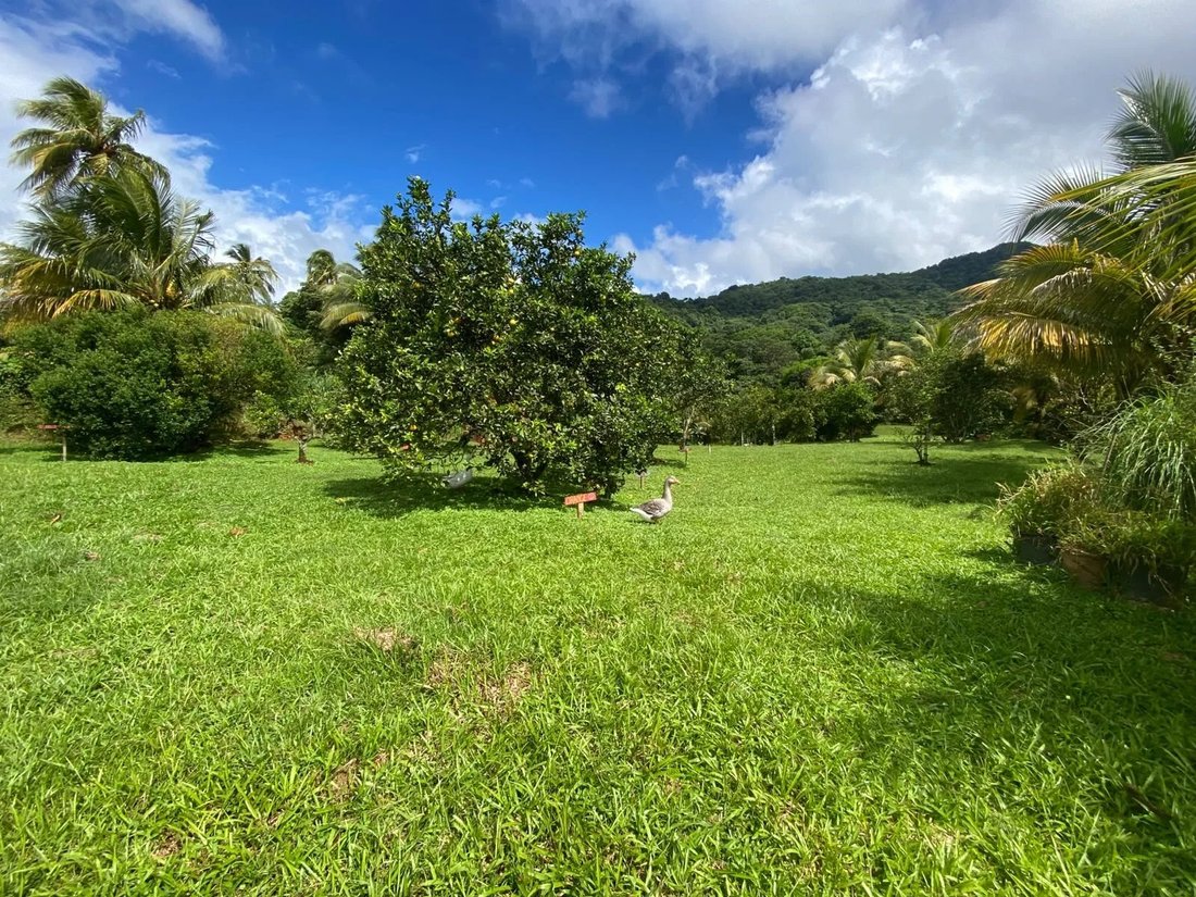 Estate in Le Morne Rouge, Saint-Pierre, Martinique 2 - 19040548
