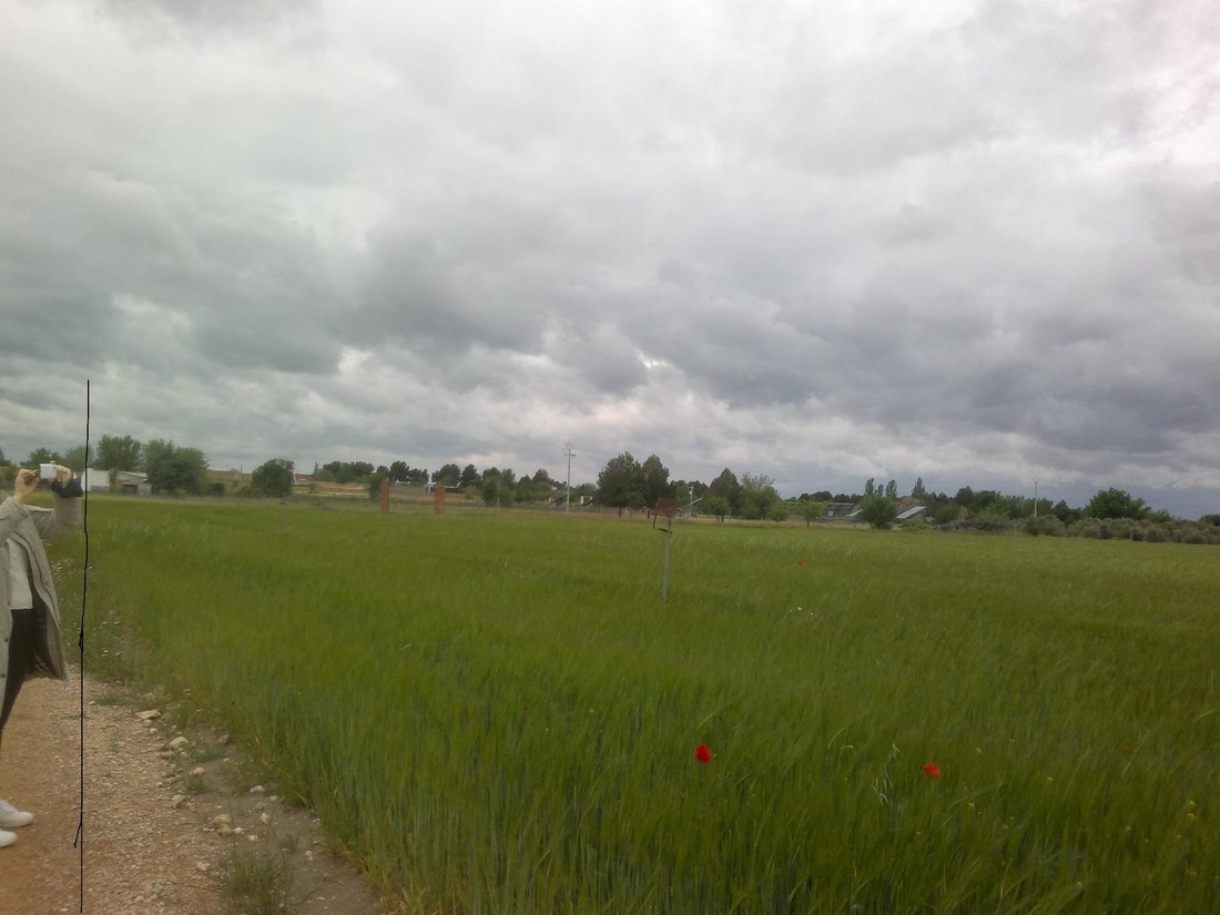 Terreno en Socuéllamos, Castilla-La Mancha, España 1 - 19041873