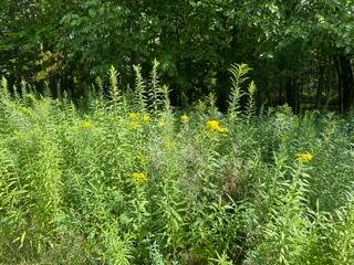 Terreno a Three Oaks, Michigan, Stati Uniti 5 - 19042529