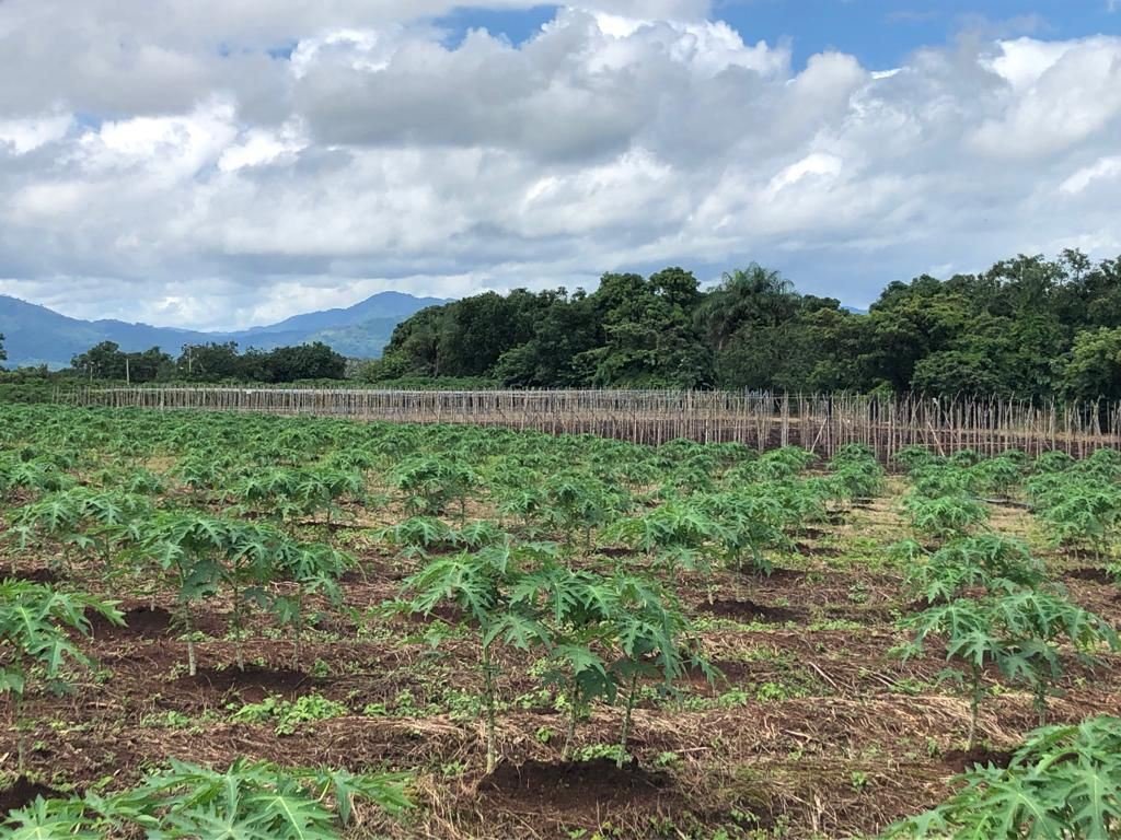 Land in Orotina, Guanacaste Province, Costa Rica 4 - 19044764