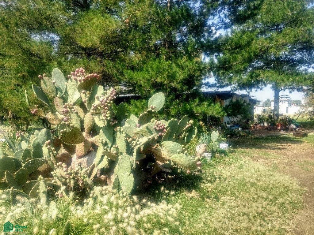 Land in Santa María Ajoloapan, State of Mexico, Mexico 2 - 19046238