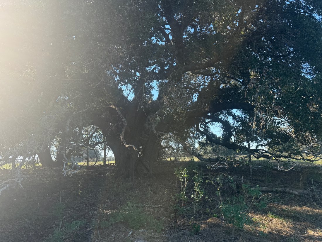 Azienda agricola a Stockdale, Texas, Stati Uniti 1 - 18935848