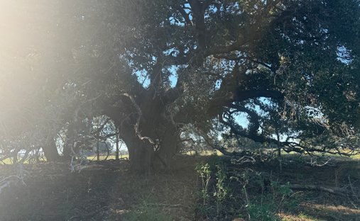 Farm Ranch in Stockdale, Texas, Vereinigte Staaten 1