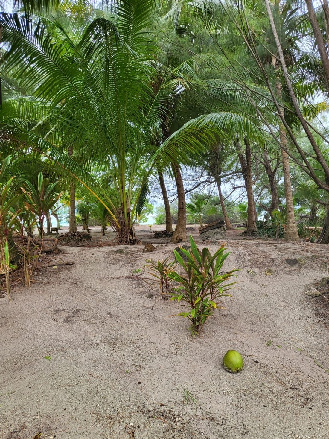 Land in Huahine, Leeward Islands, Französisch-Polynesien 3 - 19056429