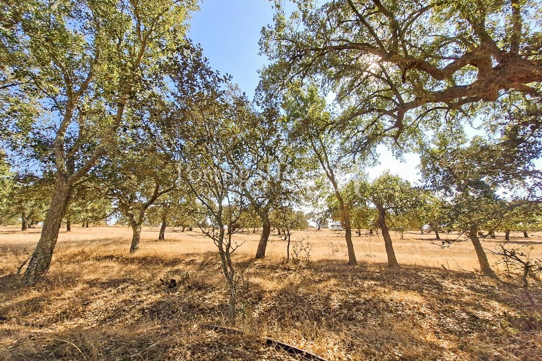 Finca en Pavia, Distrito de Évora, Portugal 2 - 19052262