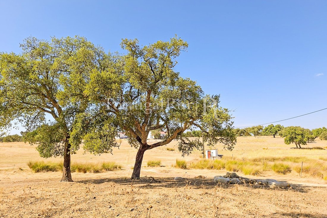 Finca en Pavia, Distrito de Évora, Portugal 4 - 19052262