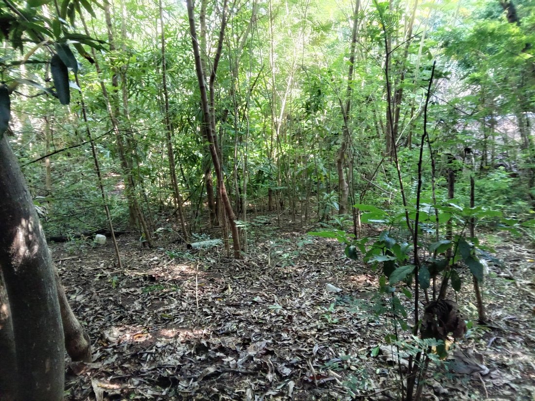 Land in Papeete, Inseln über dem Winde, Französisch-Polynesien 3 - 17715648