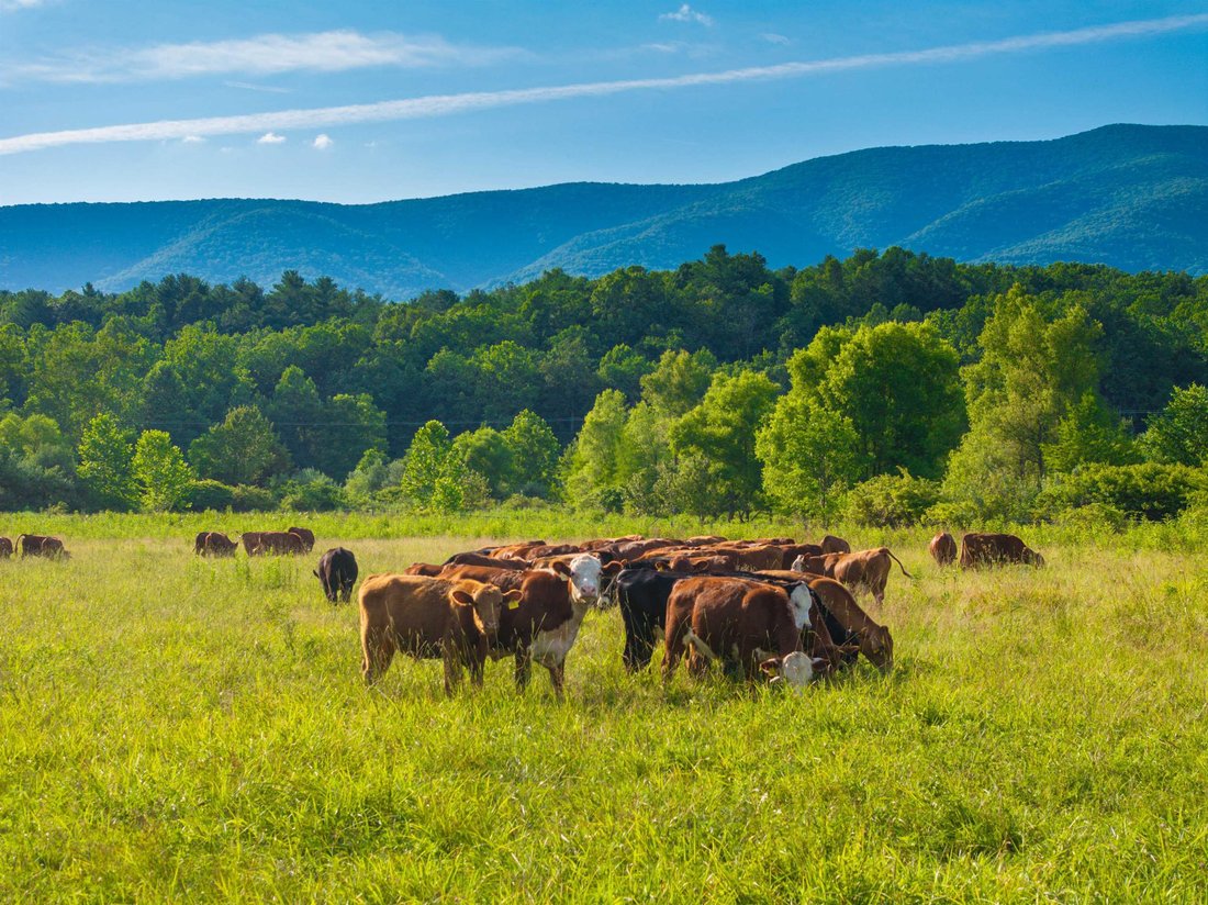 Farm Ranch in Swoope, Virginia, Vereinigte Staaten 4 - 19059232