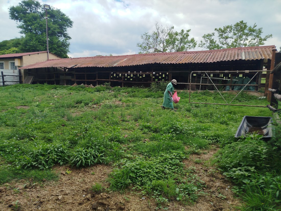 Farm Ranch in Johannesburg, Gauteng, South Africa 3 - 19079965