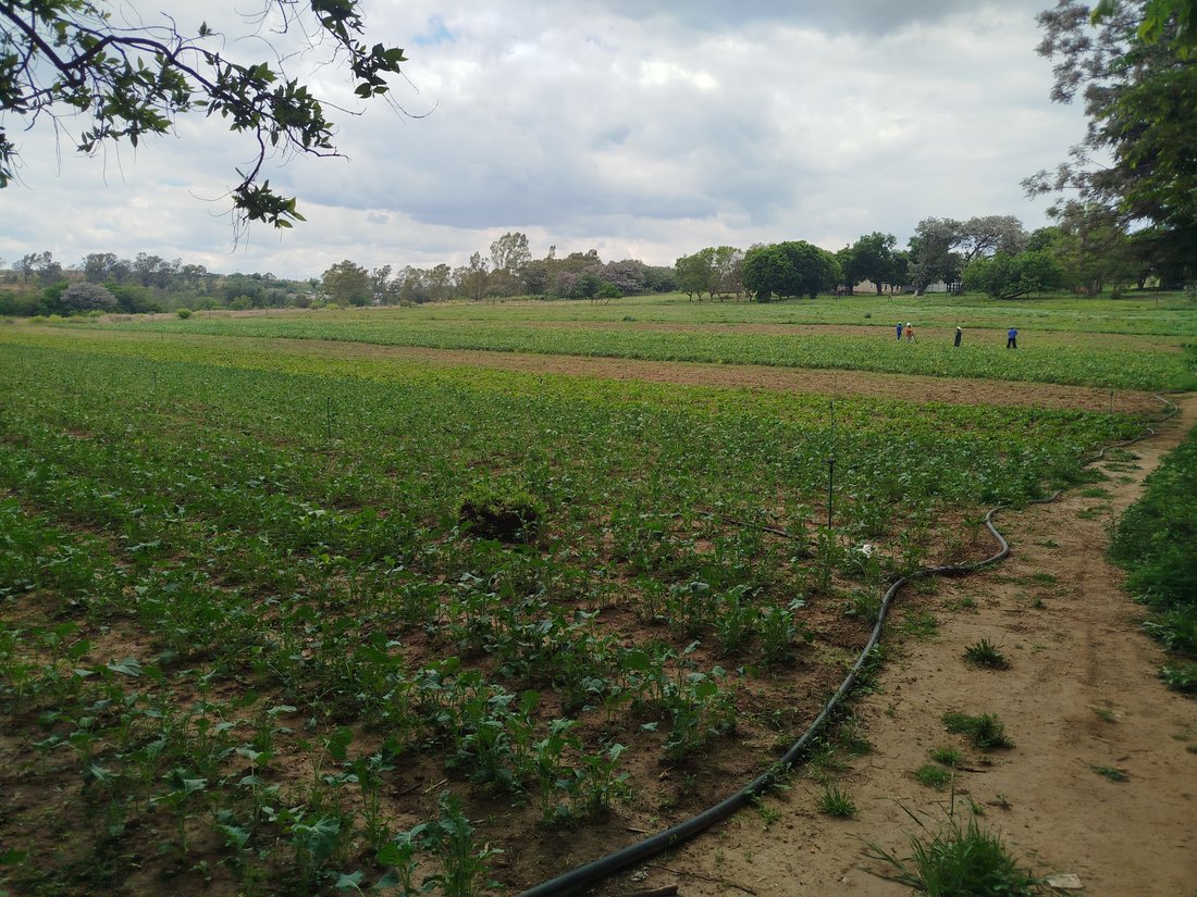 Farm Ranch in Johannesburg, Gauteng, South Africa 5 - 19079965