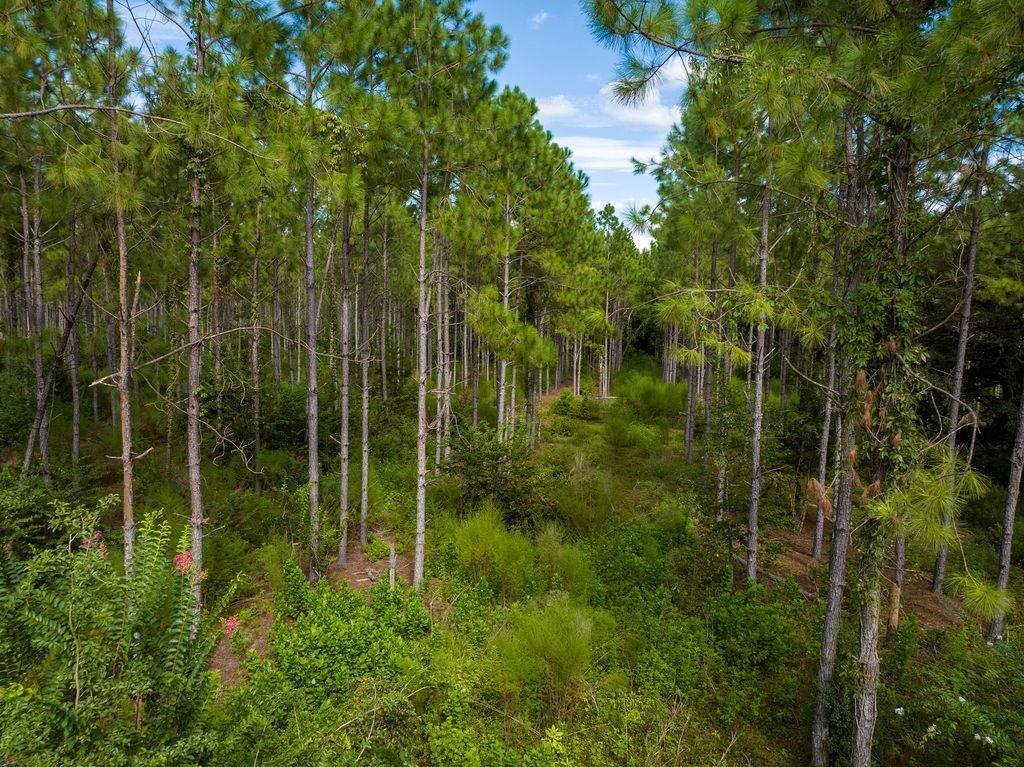 Land in Monticello, Florida, Vereinigte Staaten 5 - 19080731