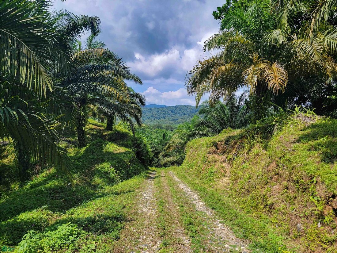 Terreno en Piedras Blancas, Provincia de Puntarenas, Costa Rica 3 - 18030334