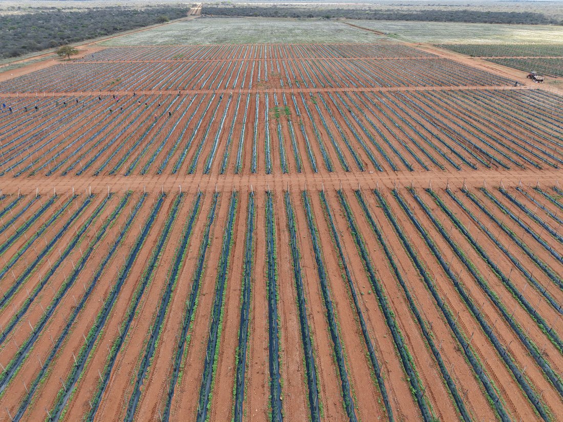 Azienda agricola a Municipalità locale di Molemole, Provincia del Limpopo, Sudafrica 1 - 19088658