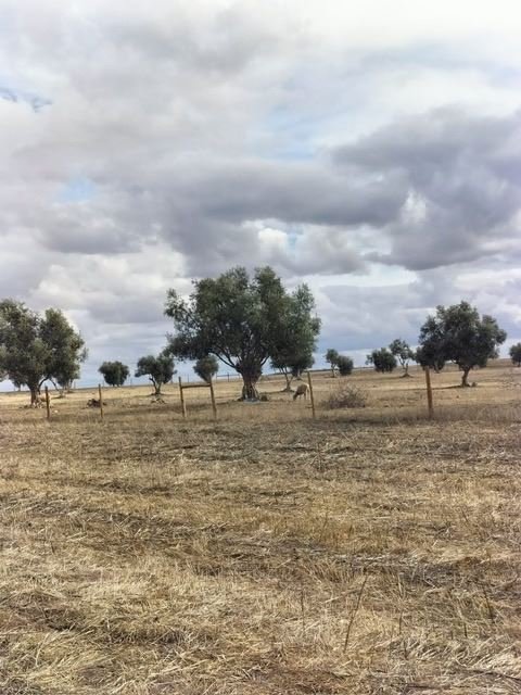 Farm Ranch in Beja (Santiago Maior e Sao Joao Baptista), Beja District, Portugal 1 - 19091947