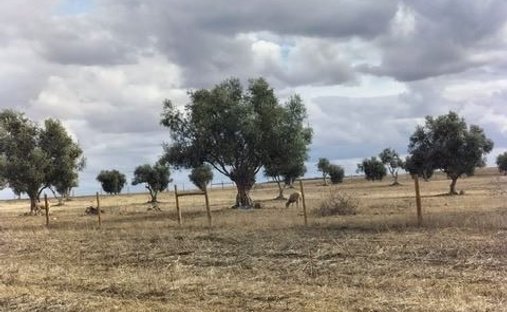 Rancho en Beja (Santiago Maior e Sao Joao Baptista), Distrito de Beja, Portugal 1