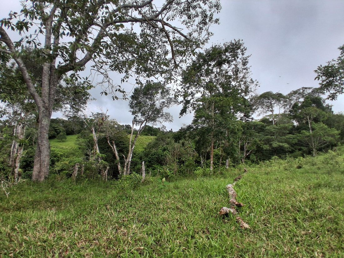 Finca in Potrerillos Arriba, Chiriquí Province, Panama 1 - 19099787