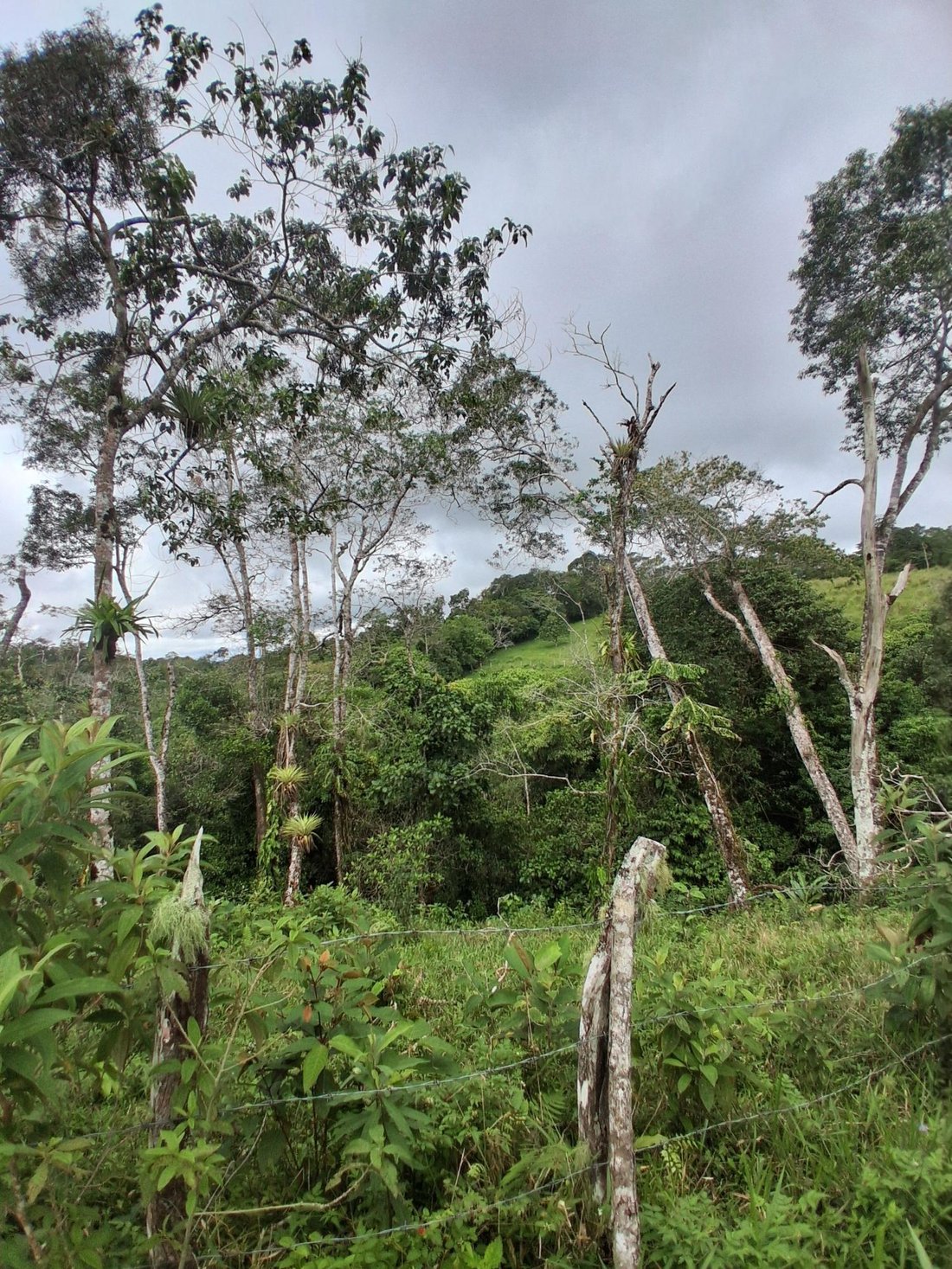 Finca in Potrerillos Arriba, Chiriquí Province, Panama 5 - 19099787