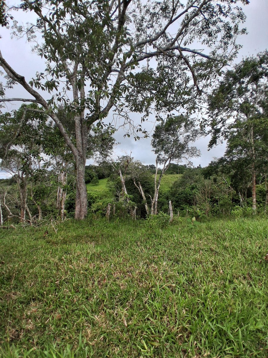 Finca in Potrerillos Arriba, Chiriquí Province, Panama 2 - 19099787