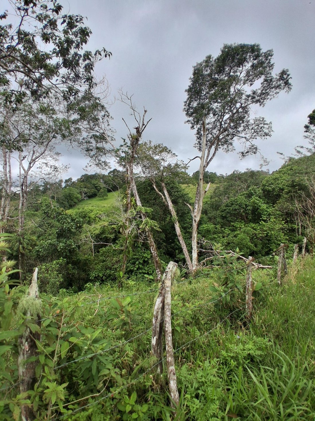 Finca in Potrerillos Arriba, Chiriquí Province, Panama 4 - 19099787