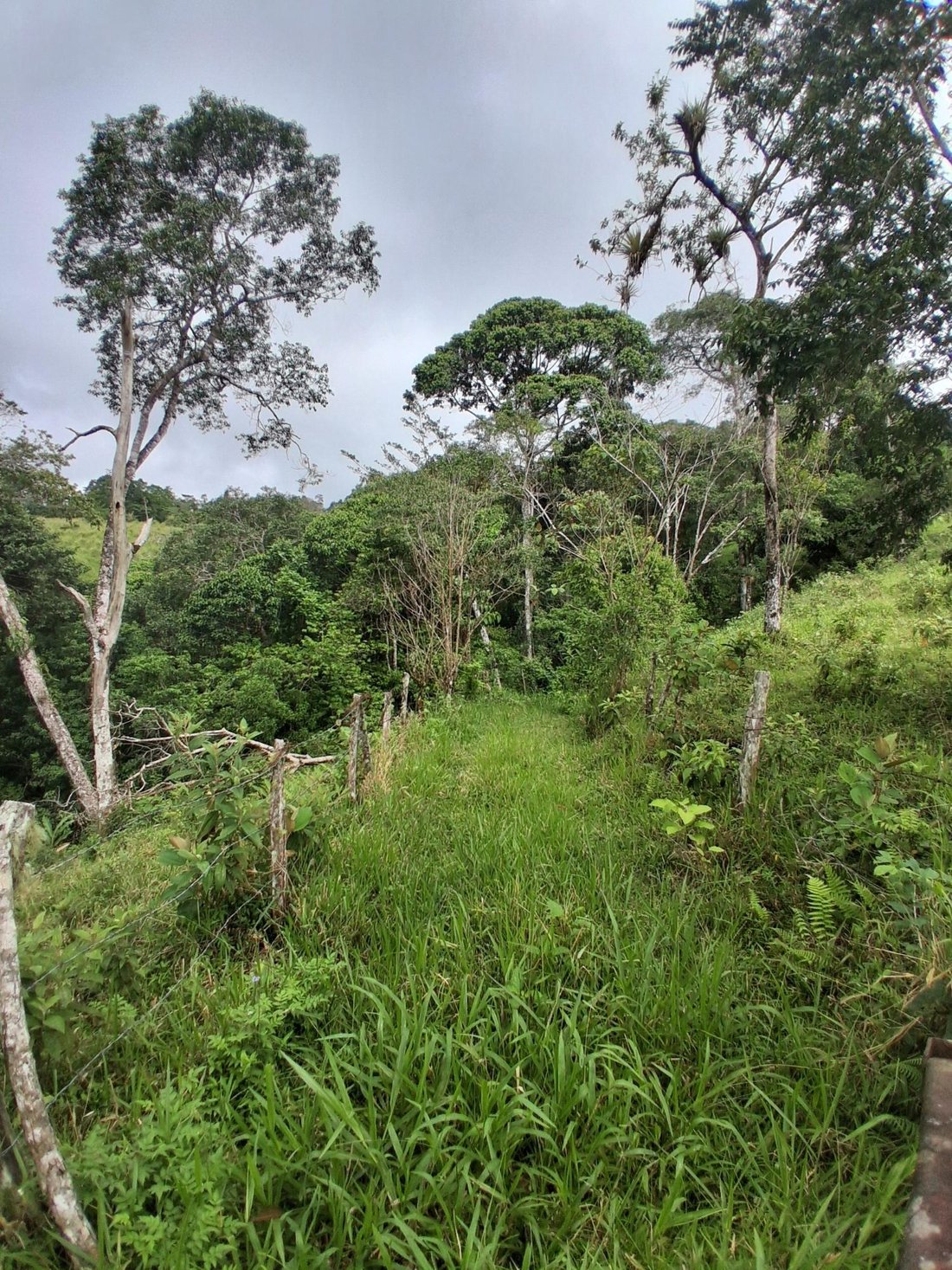 Finca in Potrerillos Arriba, Chiriquí Province, Panama 3 - 19099787