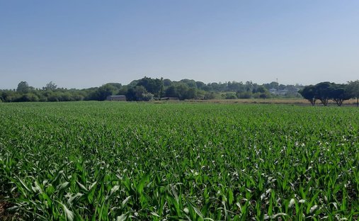 Land in Ingenio San Pablo, Provinz Tucumán, Argentinien 1