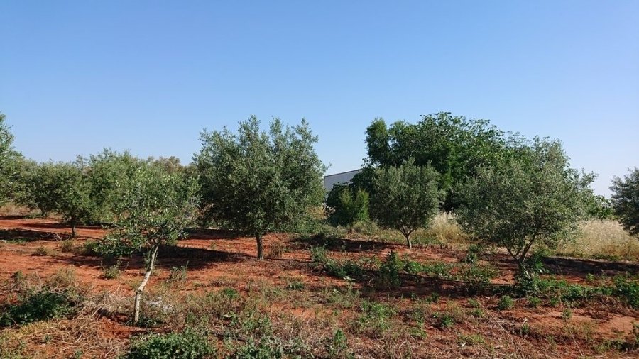 Terrain à Markopoulo Mesogaias, Attique, Grèce 3 - 19101618