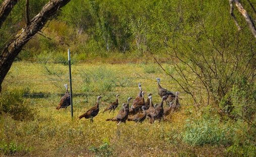 Azienda agricola a Beeville, Texas, Stati Uniti 1