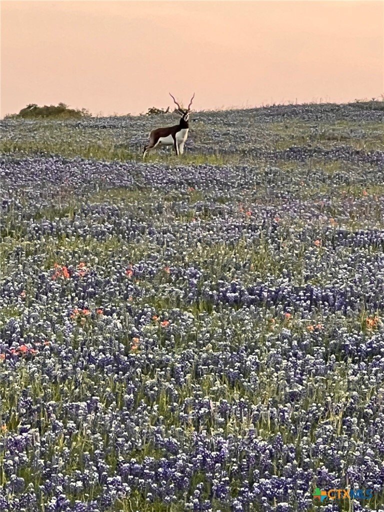 Azienda agricola a Purmela, Texas, Stati Uniti 2 - 19108963