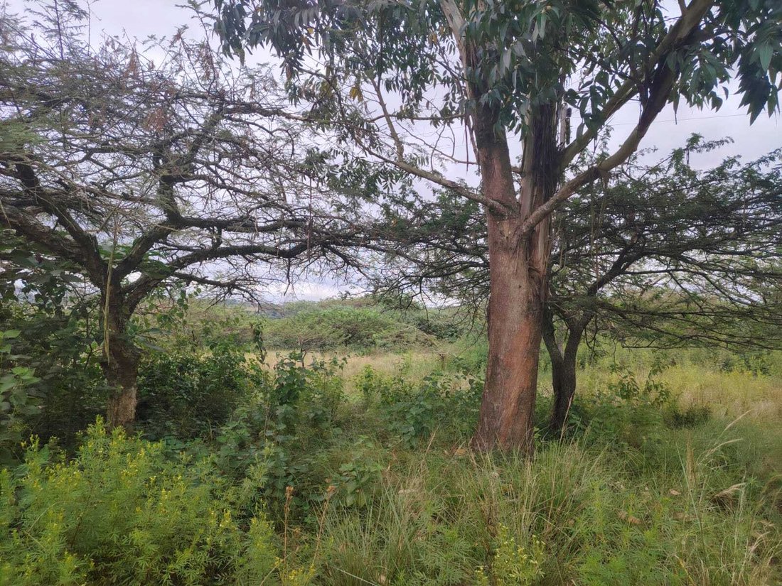 Land in eThekwini Metropolitan Municipality, KwaZulu-Natal, South Africa 4 - 19109584