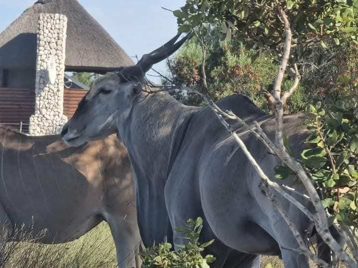 Andere in Hopefield, Westkap, Südafrika 2 - 19109670