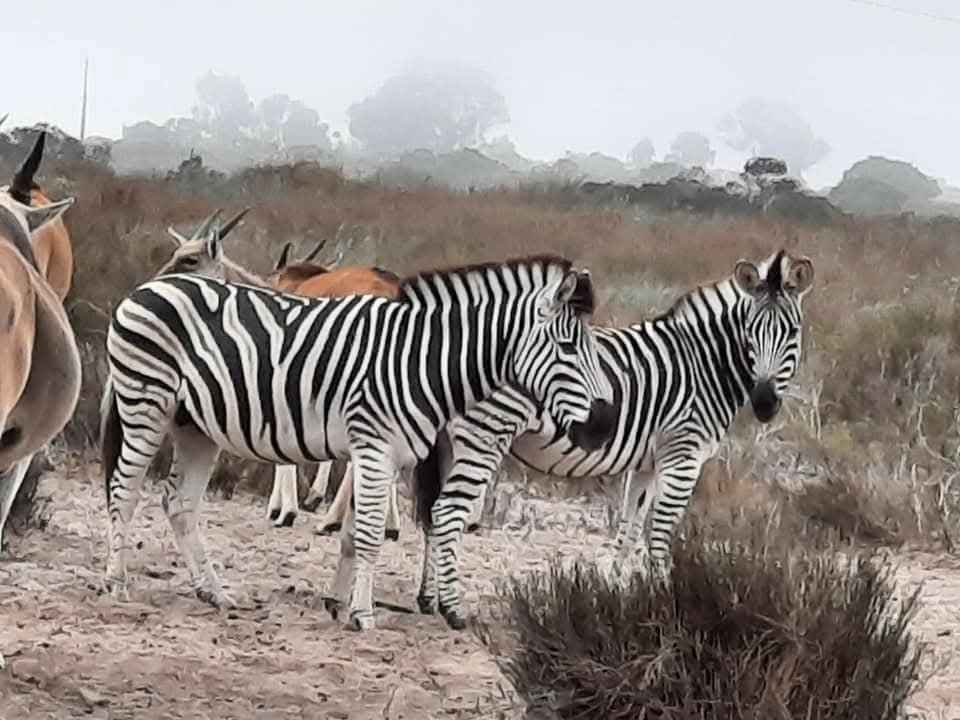 Andere in Hopefield, Westkap, Südafrika 1 - 19109670