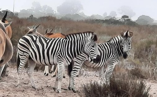 Hopefield, Westkap, Südafrika 1