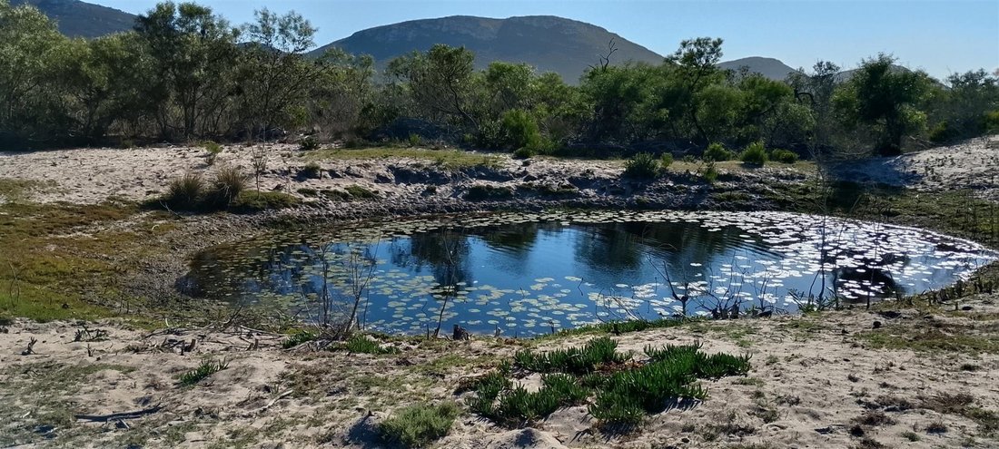 Andere in Gouritz, Westkap, Südafrika 4 - 19109738