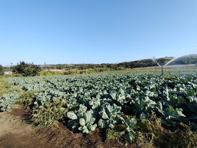 Farm Ranch in La Mercy, KwaZulu-Natal, South Africa 4 - 19110060