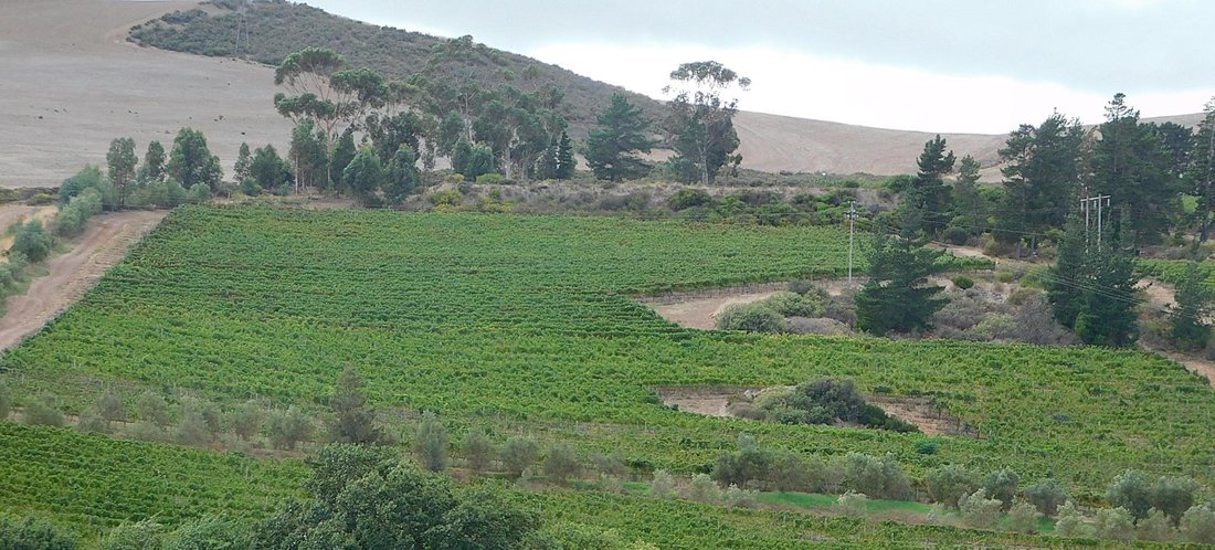 Andere in Bot River, Westkap, Südafrika 3 - 19109713